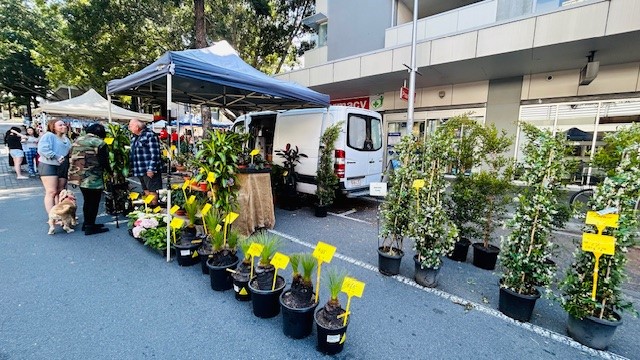 Plant stall at Kelvin Grove Markets