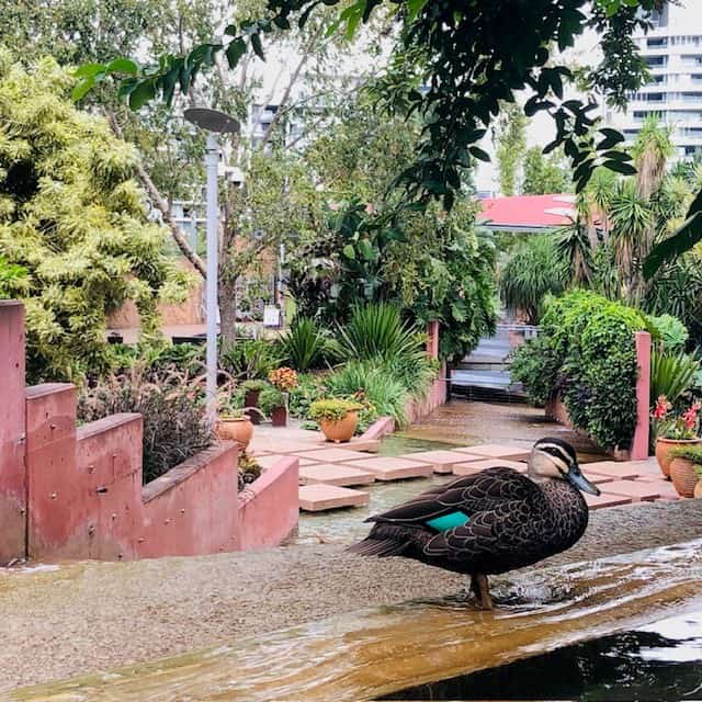 Ducks